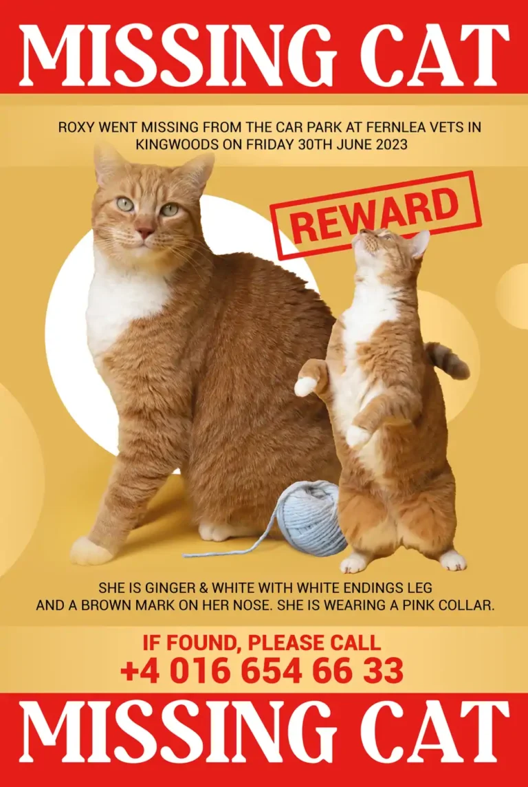 Free Missing Cat Flyer Template